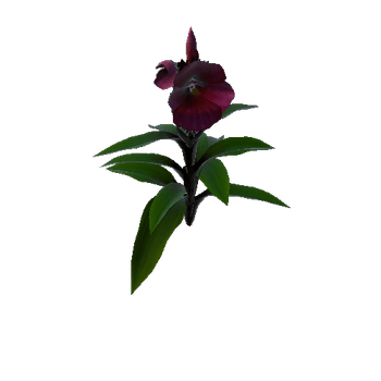 Flower cheilocostus speciosus 2 3